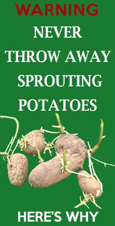 Never throw away sprouting potatoes, here is why. Sprouting potatoes is the best potatoes to.... Sprouting Potatoes, The Best Potatoes, Best Potatoes, Regrow Vegetables, Grow Potatoes, Planting Potatoes, Growing Veggies, Growing Potatoes, Garden Veggies