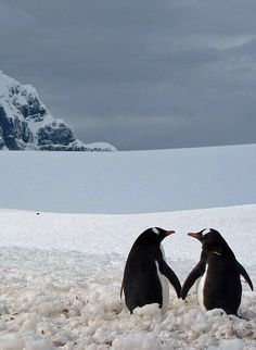 two penguins standing next to each other in the snow with mountains in the background that says, we found love in a holeless place