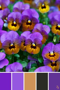 purple and yellow pansies are in the center of this color scheme, with two tone swatches