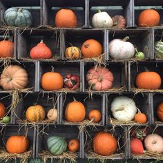 pumpkins and gourds are displayed in crates