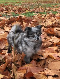 a small dog is standing in the leaves