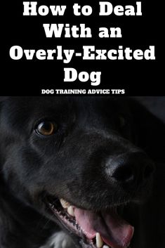 Protection Dog Training, German Dog Breeds, Excited Dog, Protective Dogs, Puppy Obedience Training, Chaotic Energy, Dog Obedience Training, Pet Things