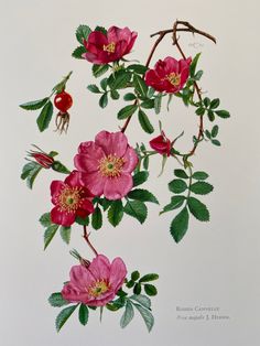 a painting of pink flowers and green leaves on a white background with red berries hanging from the branches