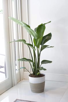 a potted plant sitting on top of a white counter next to a window sill