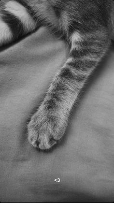 a cat laying on top of a bed with it's paw resting on the pillow