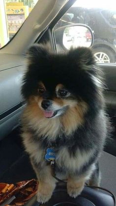 a small black and brown dog sitting in the back seat of a car next to food