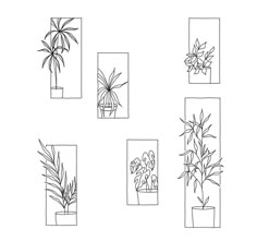 four different types of plants in vases on a white background with black and white lines