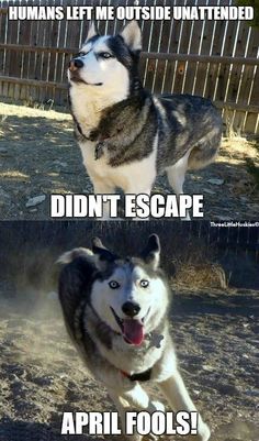 two husky dogs running in the dirt with caption that says humans let me outside unattended didn't escape april fools