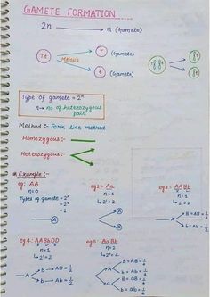 Gemete formation hand written notes with diagram Genetics Notes Biology Class 12, Chromosomes Notes, Genetics Notes Biology, Genetics Notes, Botany Notes, Biology Class 12, Notes Biology, Kuldeep Yadav