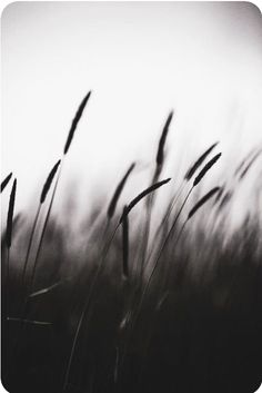 black and white photograph of grass blowing in the wind