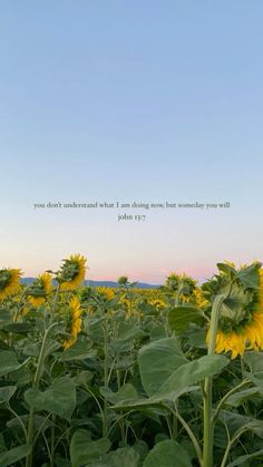 a field full of sunflowers with the words you don't understand what i am doing now