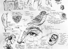 a drawing of various parts of a bird's face