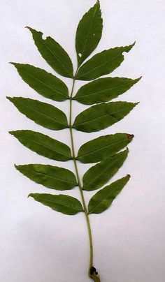 a single green leaf on a white background