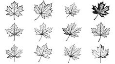 the different types of leaves that are drawn in ink on paper, including maples and maple