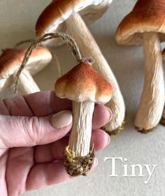 a hand holding a tiny mushroom in front of several smaller mushrooms