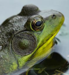 a close up of a frog in the water