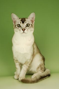 a white and brown cat sitting in front of a green background