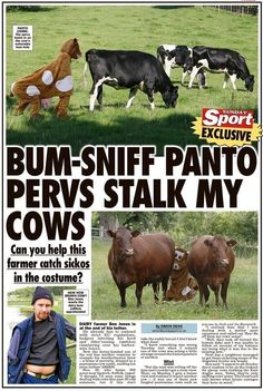 the front page of news paper with an image of cows and a man standing next to them