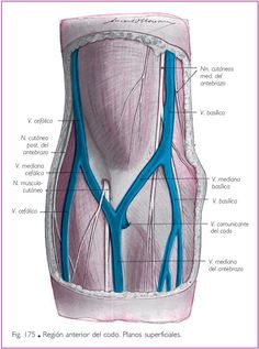 an image of the inside of a human body with muscles labeled in blue and white