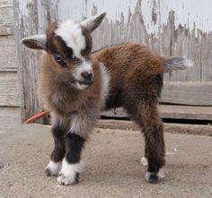 a brown and white baby goat standing on concrete