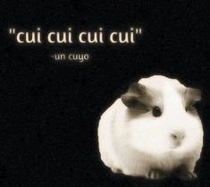 a black and white photo of a guinea pig with the caption'cuicu cui cui '