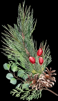 watercolor painting of pine cones and berries