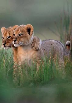 two young lions cuddle together in the tall grass