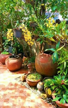 many potted plants are lined up on the ground