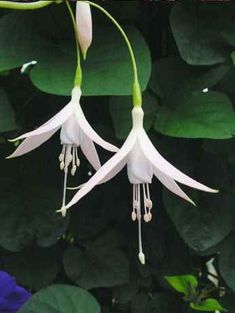 two white flowers with green leaves in the background and blue flowers on the other side