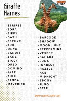 **The Ultimate List of 350 Giraffe Names: From Cute to Unique** 🦒💛 Looking for the perfect name for your gentle giant? Our ultimate list of 350 giraffe names has you covered, with options ranging from cute and charming to truly unique! Whether you're naming a pet giraffe, a stuffed animal, or a character, this list has something for everyone. Explore names that capture the elegance, playfulness, and beauty of these towering creatures, and find the one that fits your giraffe perfectly! #Giraffe Ink Blot, Gentle Giant, A Character, Your Beautiful, Stuffed Animal, Mammals, For Everyone, Pet, Beauty