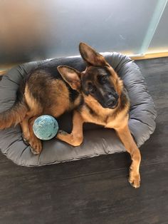 a dog laying on top of a pillow with a ball in it's mouth