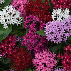 purple and white flowers with green leaves in the background