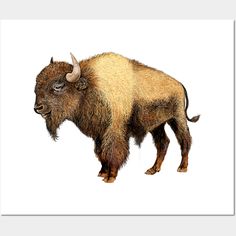 an illustration of a bison with long horns