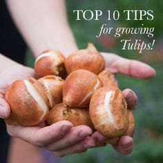 a person holding some kind of food in their hands with the words top 10 tips for growing tulips