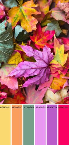 Fall Colors to Inspire Your Next Adult Coloring Page September Colors Palette, Bright Fall Colors, Fall Leaves Color Palette, Bright Color Bedroom Ideas For Adults, Bright Nature Color Palette, Autumn Color Pallet, Bright Fall Color Palette, Pink Green Orange Color Palette, Yellow Color Palette Colour Schemes