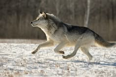 a wolf running in the snow with trees in the background