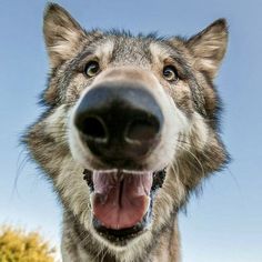 a close up of a dog's face with its mouth open