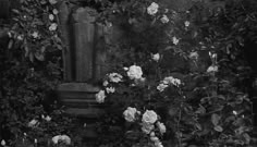 black and white photograph of roses growing around an old stone pillar in the middle of a garden