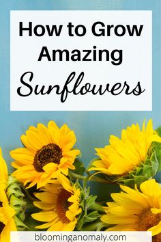 sunflowers with the words how to grow amazing sunflowers in front of them