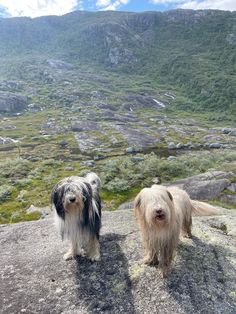 Bearded collies, Maggie and Brego