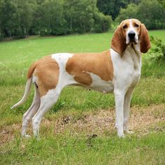 a brown and white dog standing on top of a grass covered field with trees in the background