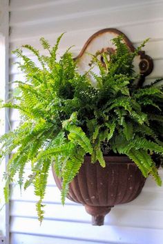 a potted plant hanging from the side of a house