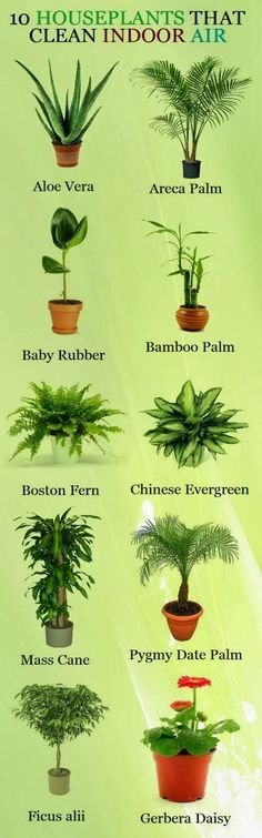 the houseplants that clean indoor air are shown in this poster, which shows different types