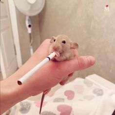 a person holding a small rodent in their hand