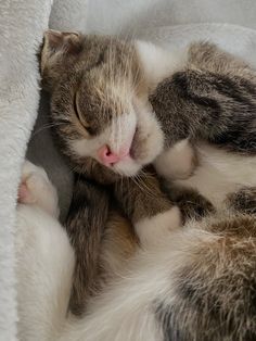 a cat sleeping on top of a white blanket