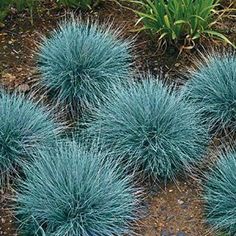 four blue grass plants are in the dirt