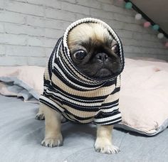 a small pug dog wearing a sweater on top of a bed next to a pillow