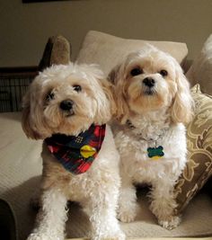 two white dogs sitting on top of a couch next to each other in front of pillows