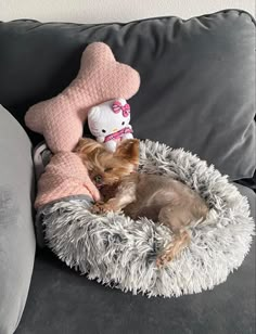 a small dog laying on top of a gray couch next to a stuffed animal toy