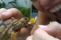 a small turtle being held by someone's hand with a flower in its mouth